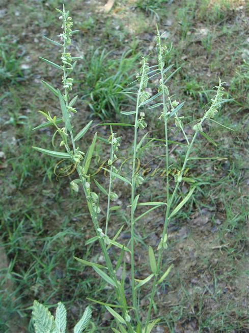  Plant